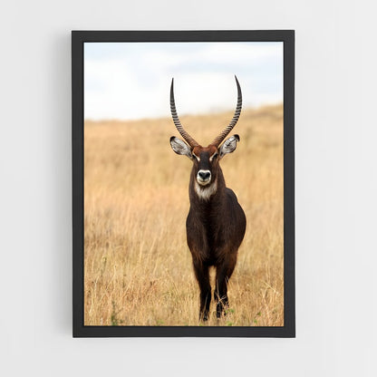 ap-waterbuck-2 cadre Noir