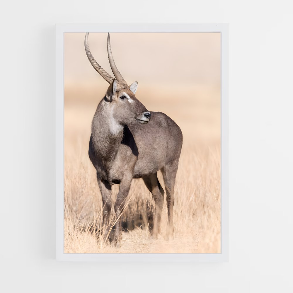 ap-waterbuck-5 cadre Blanc
