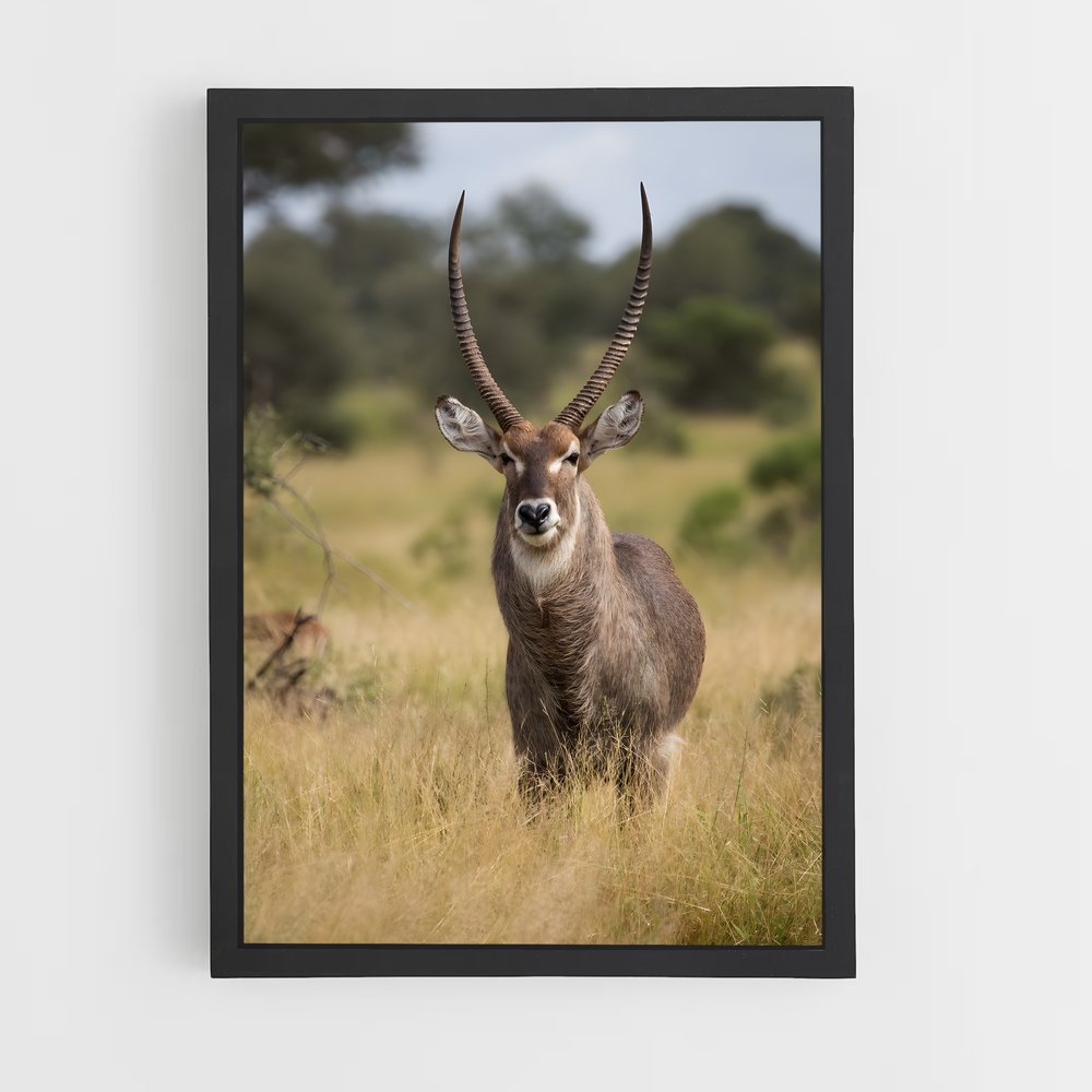ap-waterbuck-6 cadre Noir