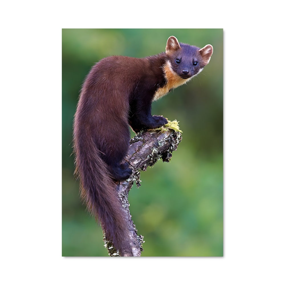 Poster Fouine en Équilibre