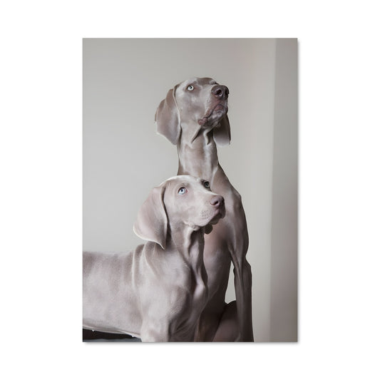 Poster Regards Canins