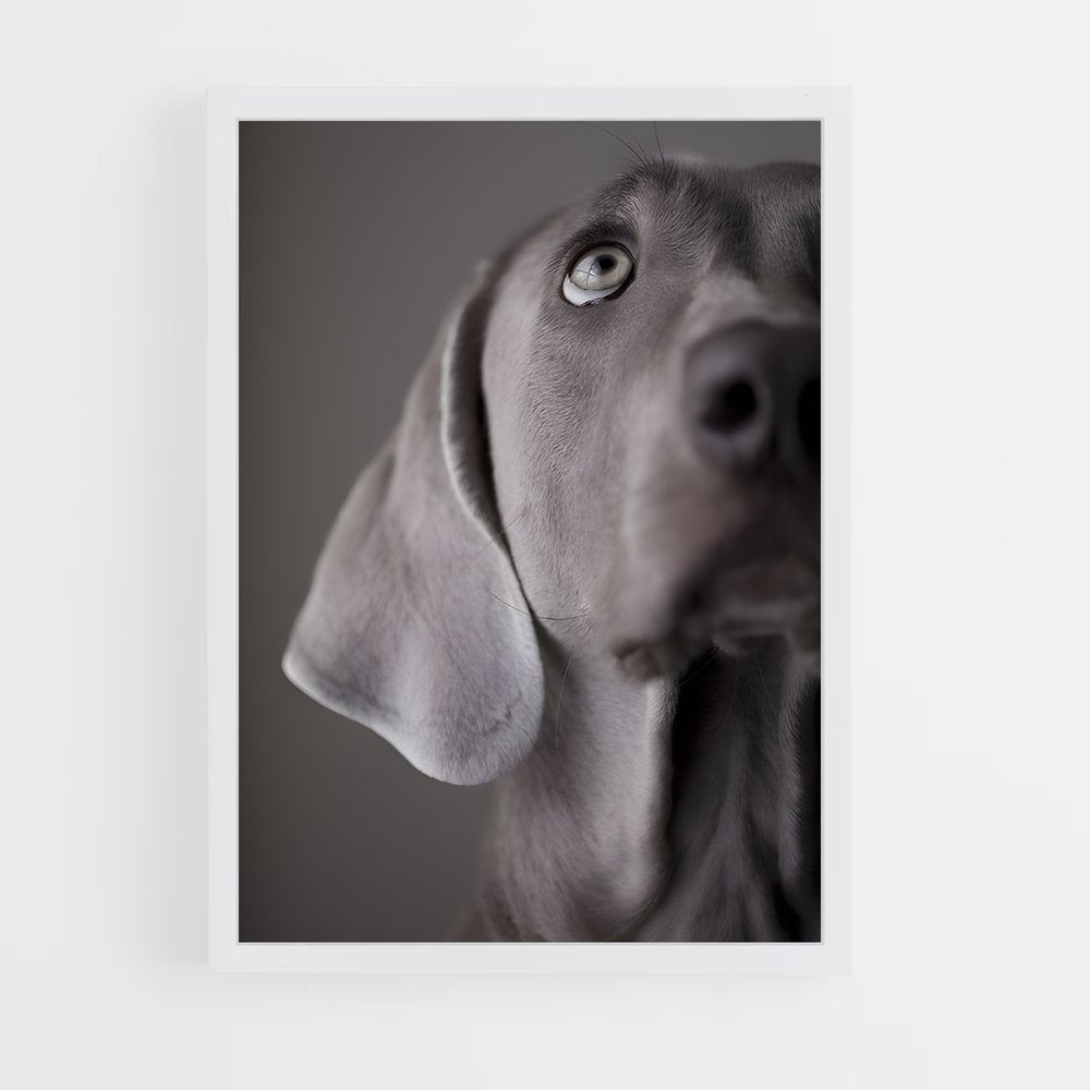 ap-weimaraner-4 cadre Blanc