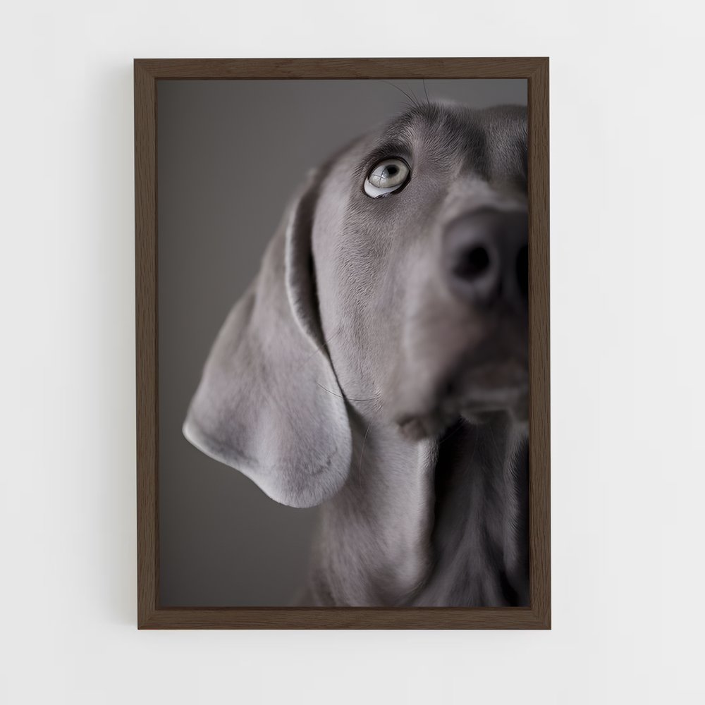 ap-weimaraner-4 cadre Bois foncé