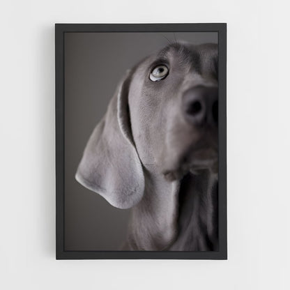 ap-weimaraner-4 cadre Noir