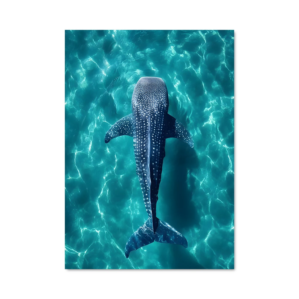 Poster Whale shark 84595