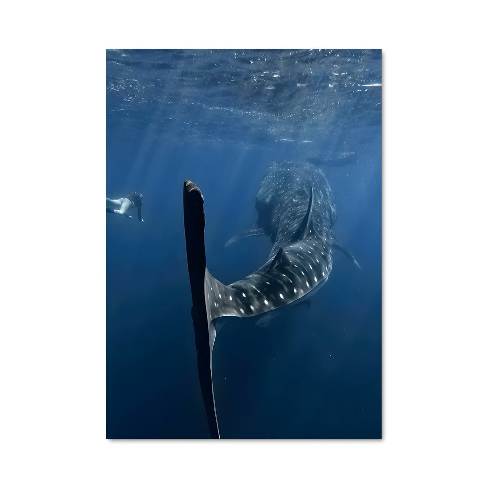 Poster Danse des Géants