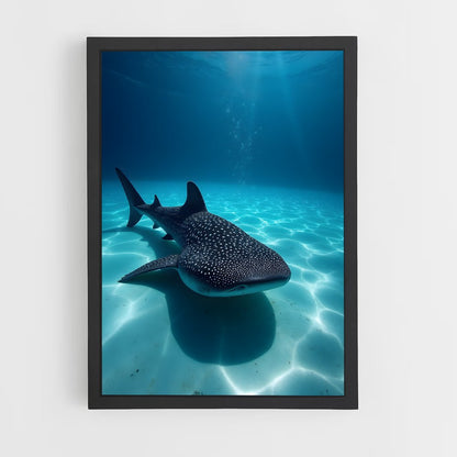 ap-whale shark-2 cadre Noir