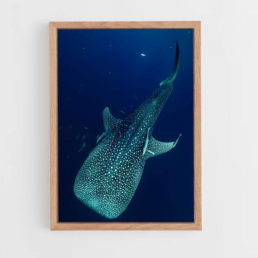 ap-whale shark-3 cadre Bois clair