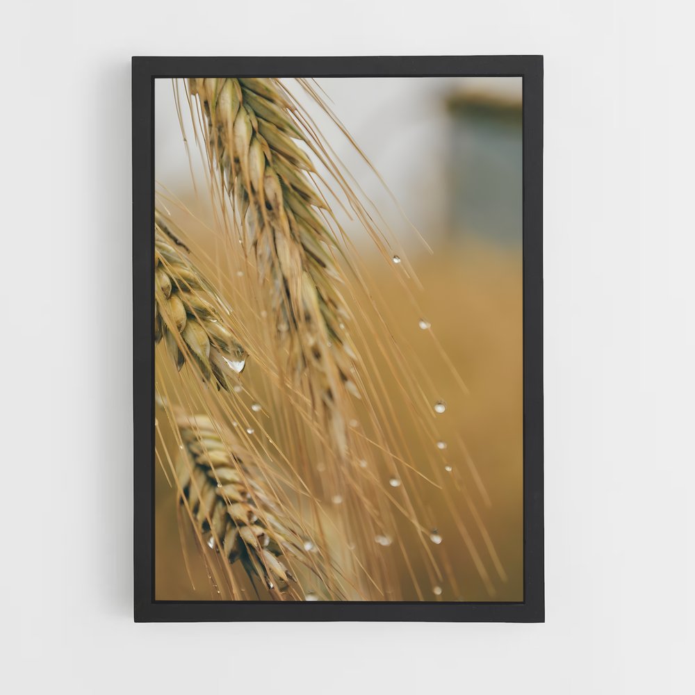 ap-wheat-5 cadre Noir