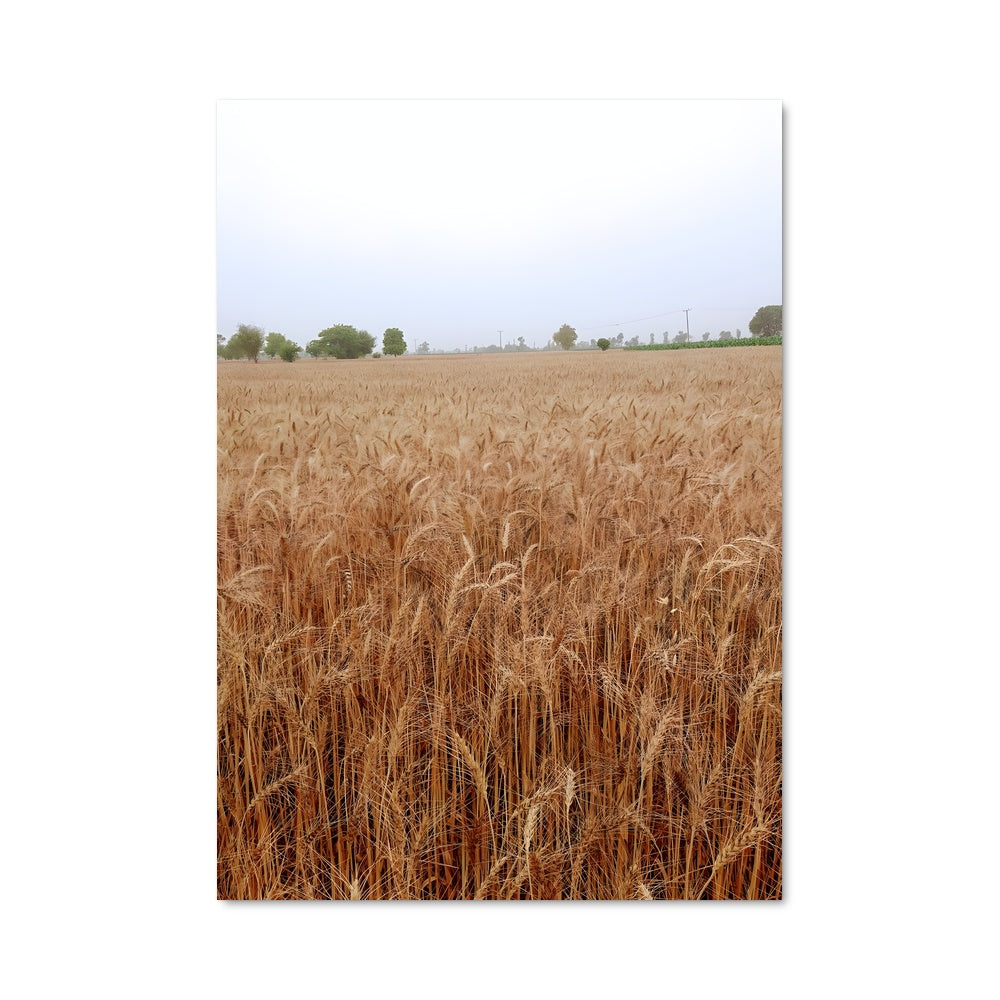 Poster Wheat 96396