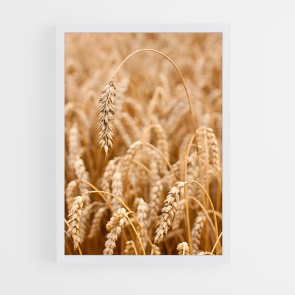 ap-wheat-8 cadre Blanc