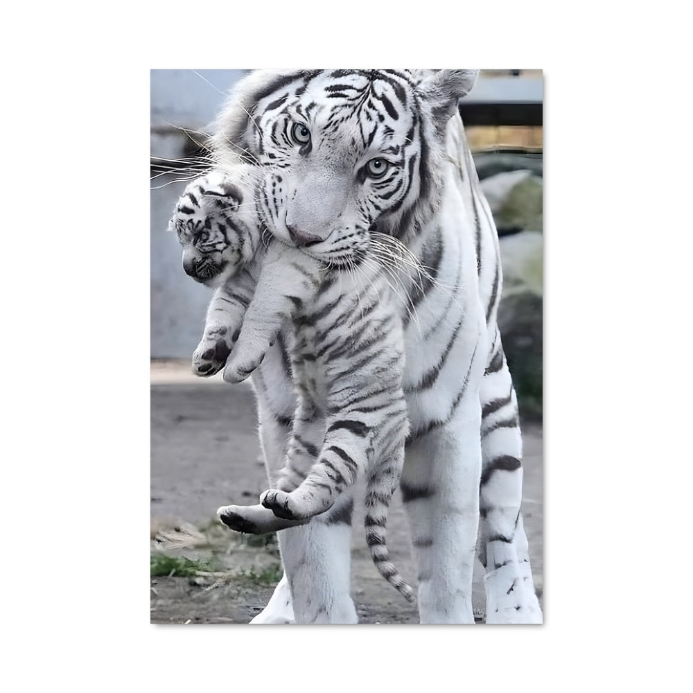 Poster Douceurs Sauvages