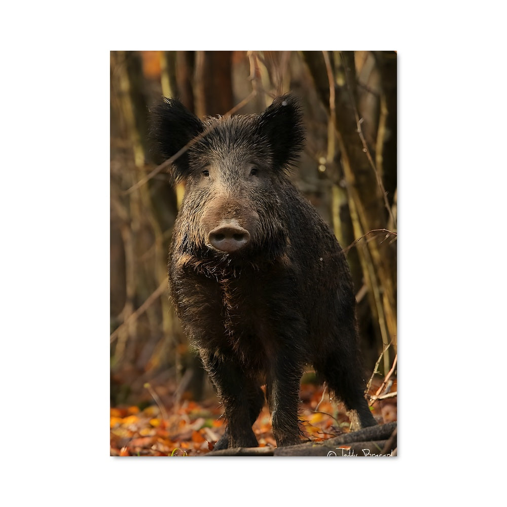 Poster Wild boar 84602