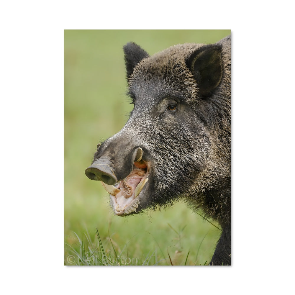 Poster Wild boar 84606