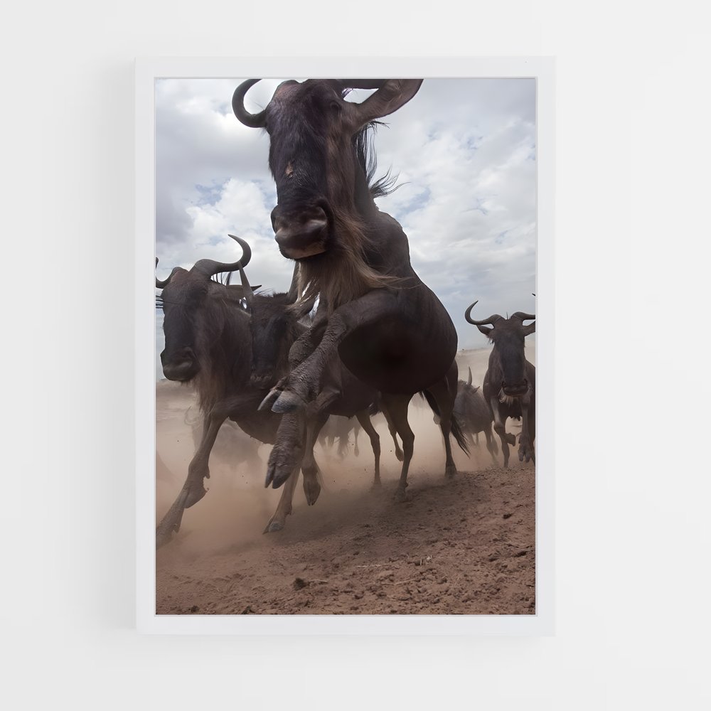 ap-wildebeest-2 cadre Blanc