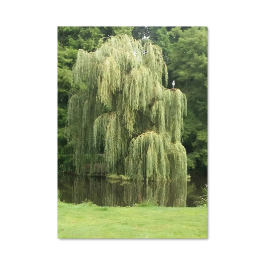 Poster Sous l'Arbre Pleureur