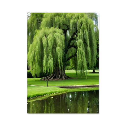 Poster Arbre Pleureur