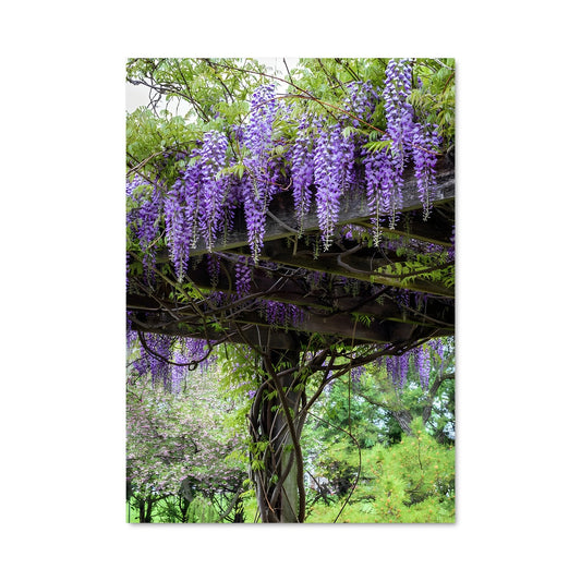Poster Wisteria Dreamscape