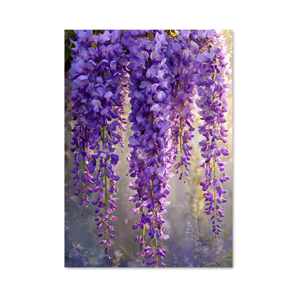 Poster Wisteria 96777