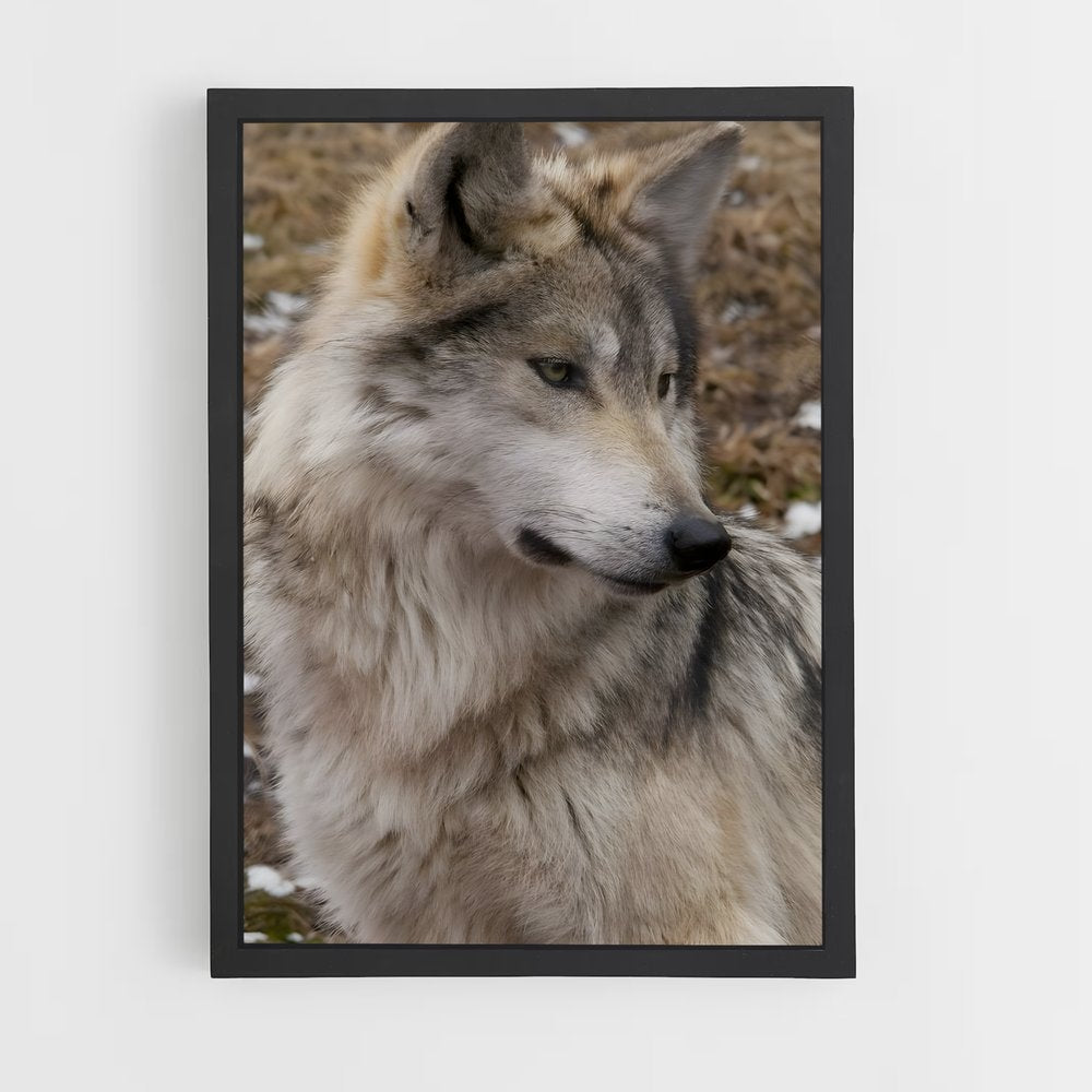 ap-wolf-10 cadre Noir