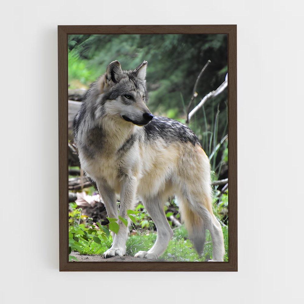 ap-wolf-8 cadre Bois foncé