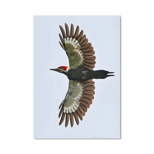 Poster L'Envol du Pic