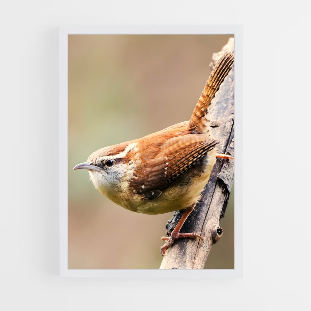 ap-wren-5 cadre Blanc