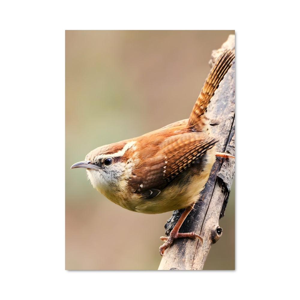 Poster Wren 84648