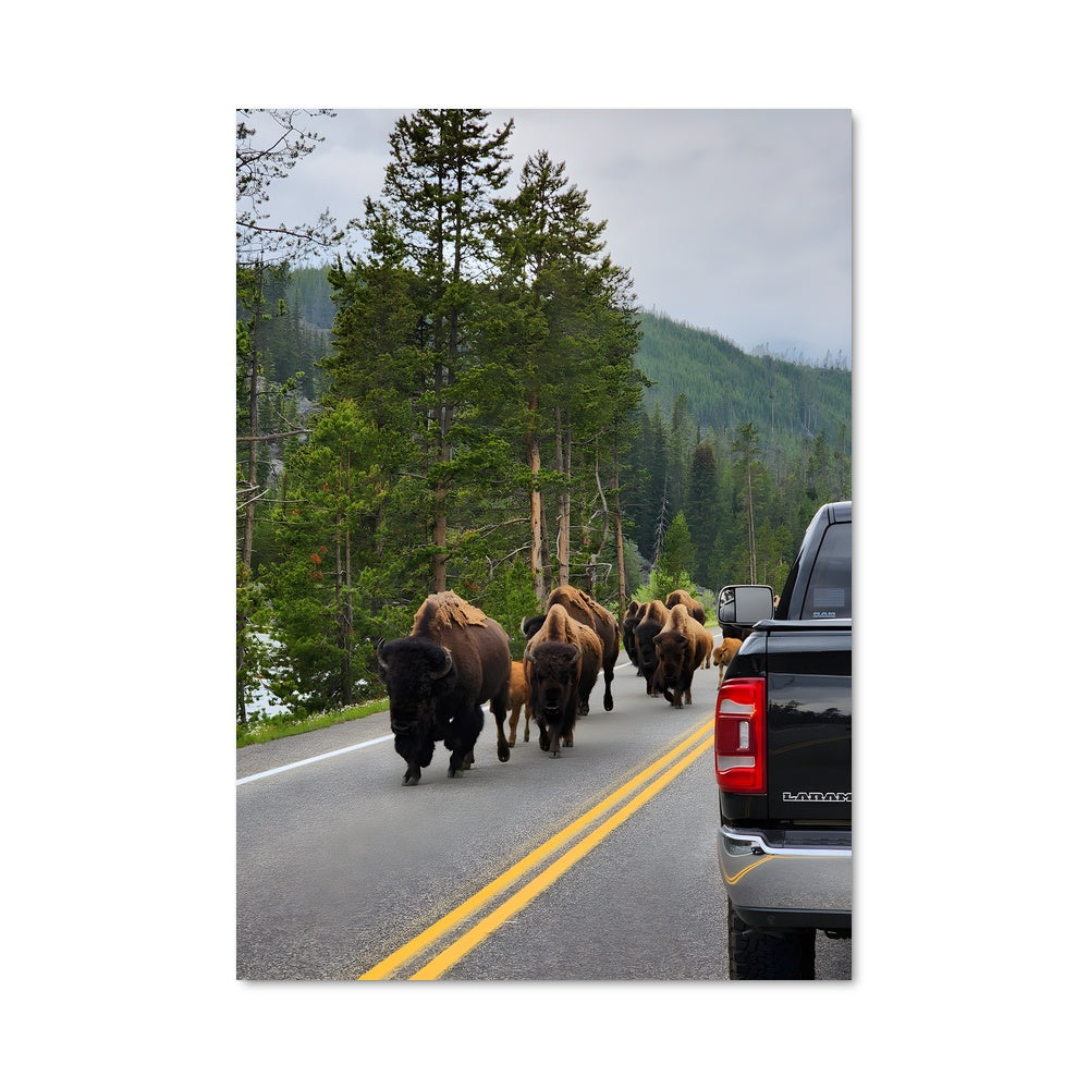 Poster Bison Roadtrip