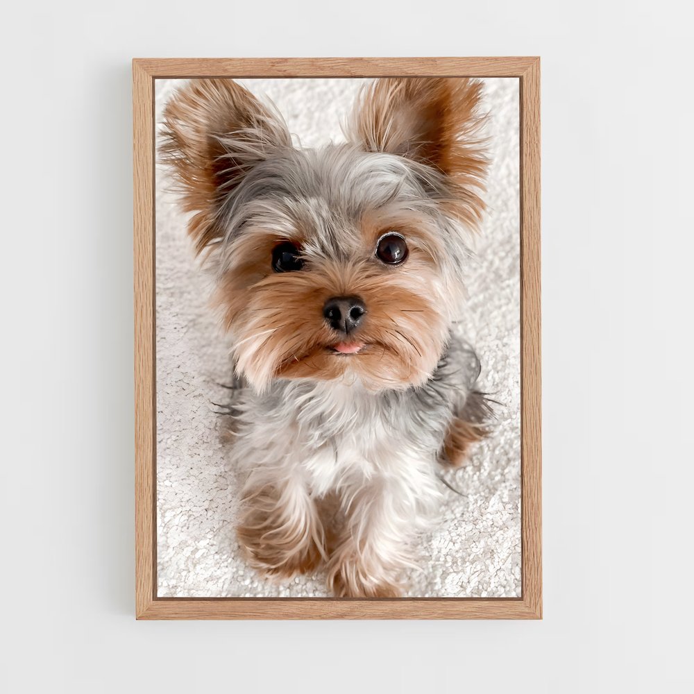 ap-yorkshire terrier-1 cadre Bois clair