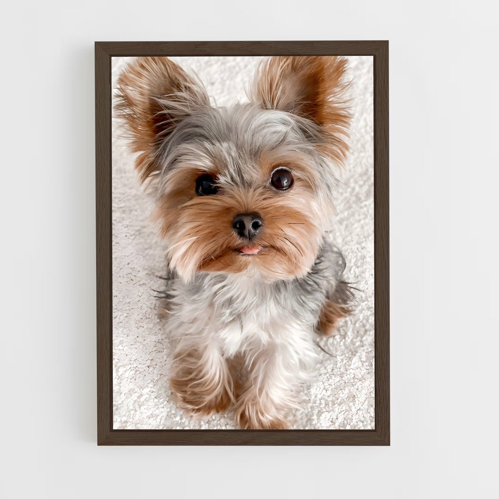 ap-yorkshire terrier-1 cadre Bois foncé