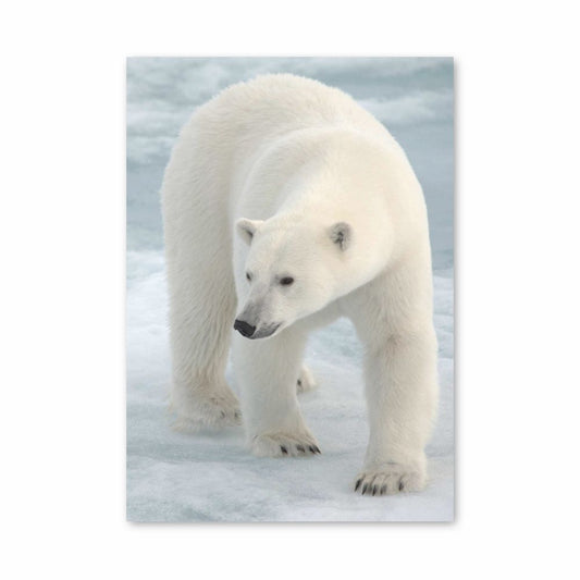 Póster Urso Polar