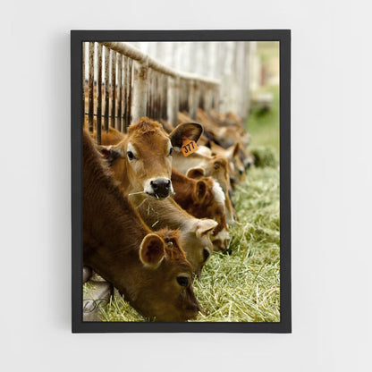 Poster Criação de vacas