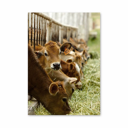 Poster Criação de vacas