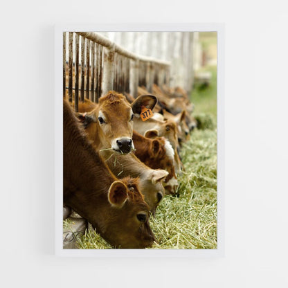 Poster Criação de vacas