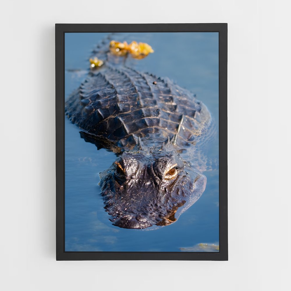 crocodile-11 cadre Noir
