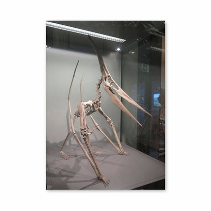 Pôster Pterodátilo