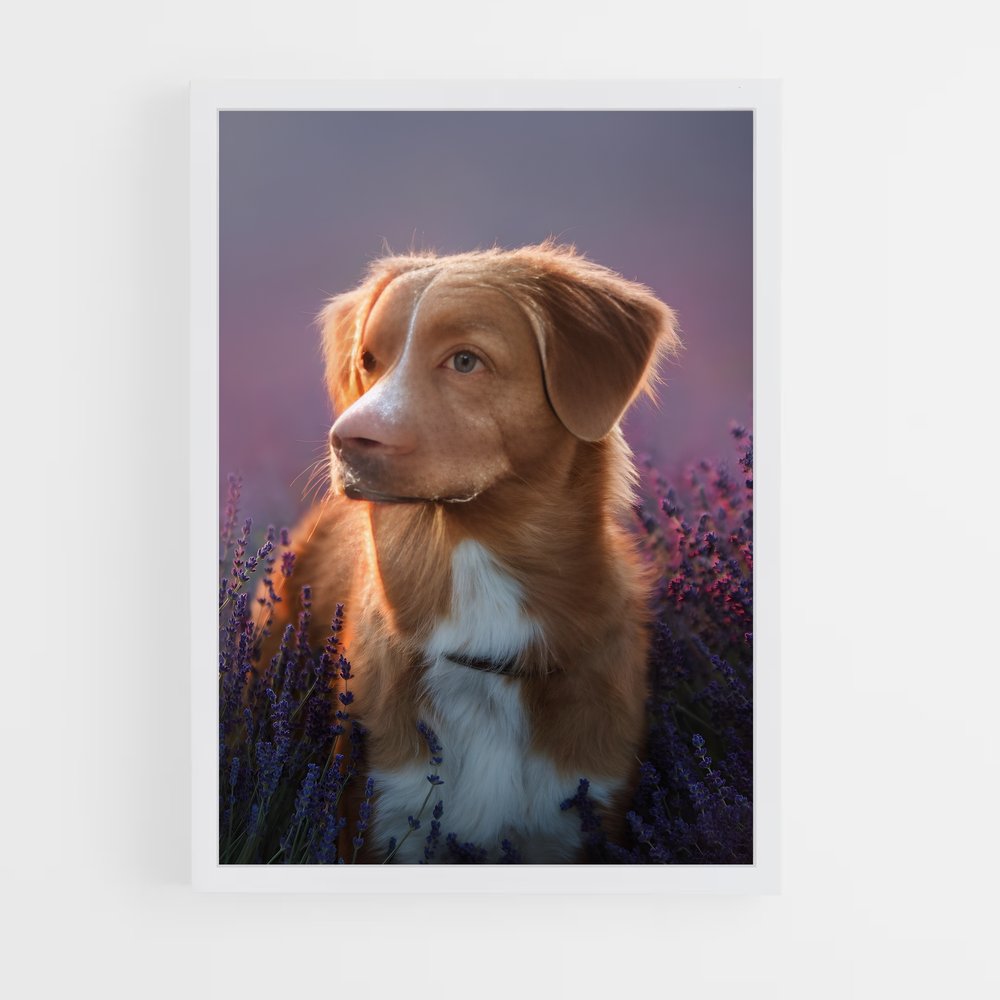 dog-7 cadre Blanc