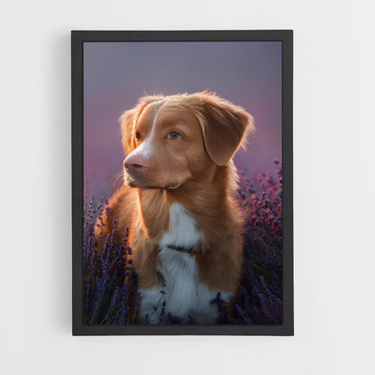 dog-7 cadre Noir