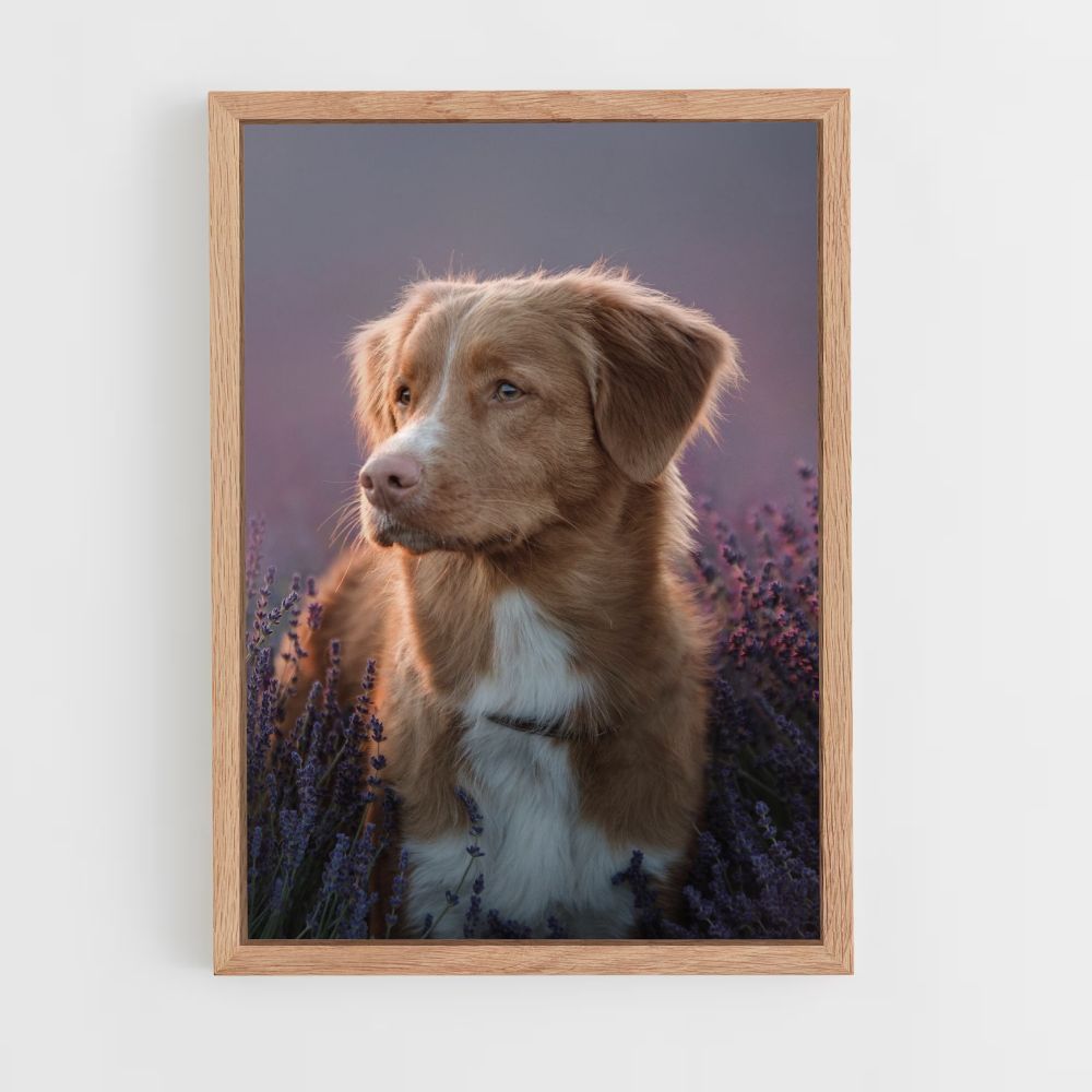 Póster Cachorro Lavanda