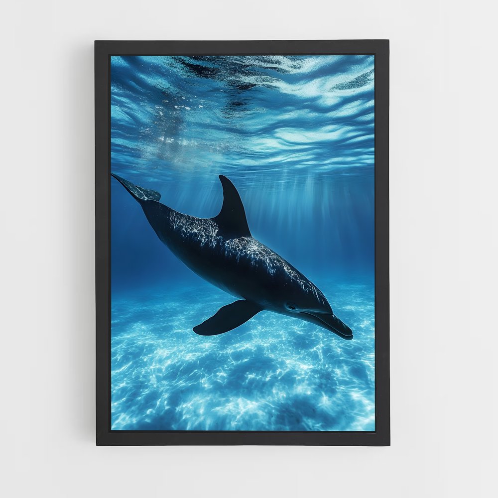 dolphin-4 cadre Noir