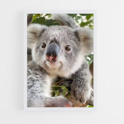 koala-4 cadre Blanc