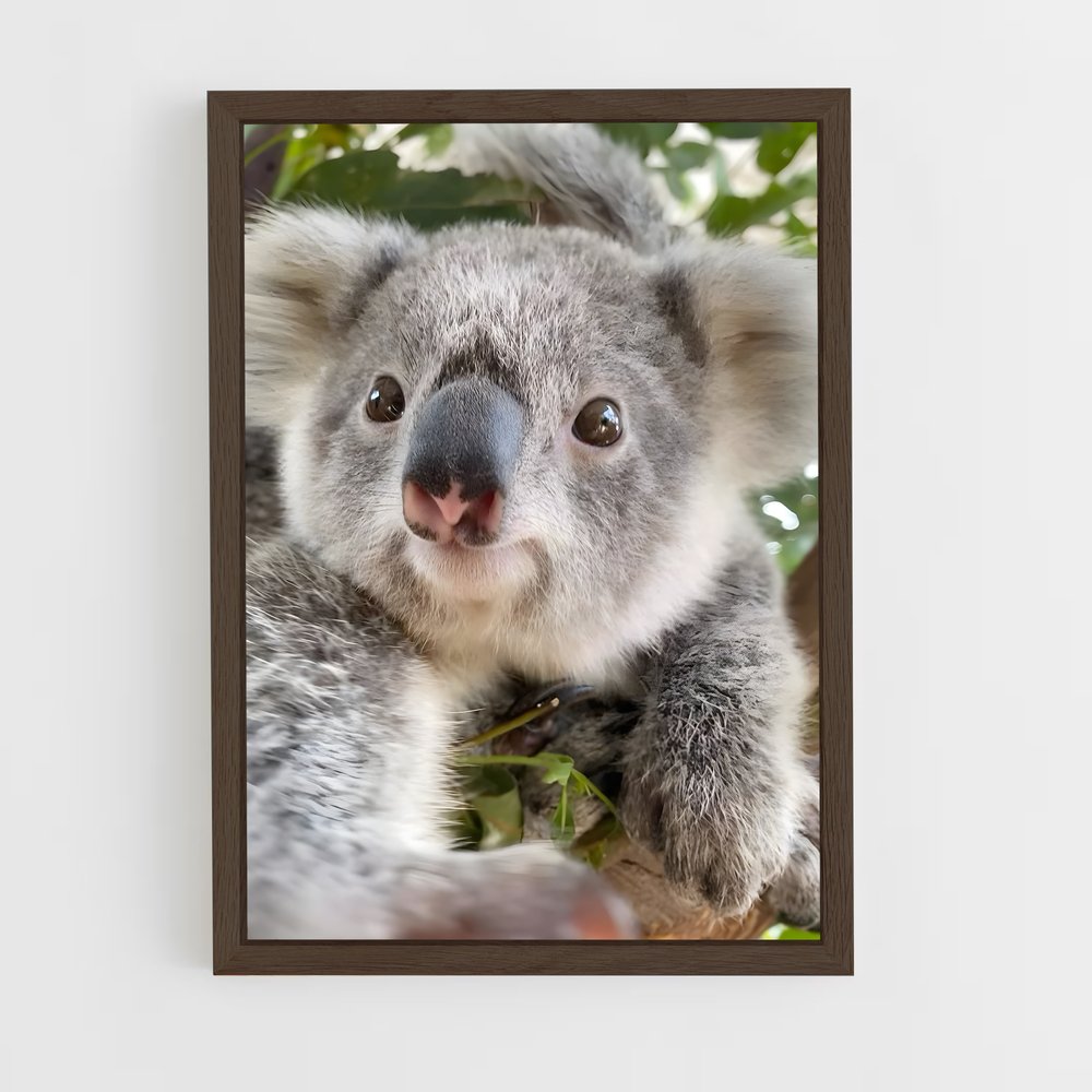 koala-4 cadre Bois foncé