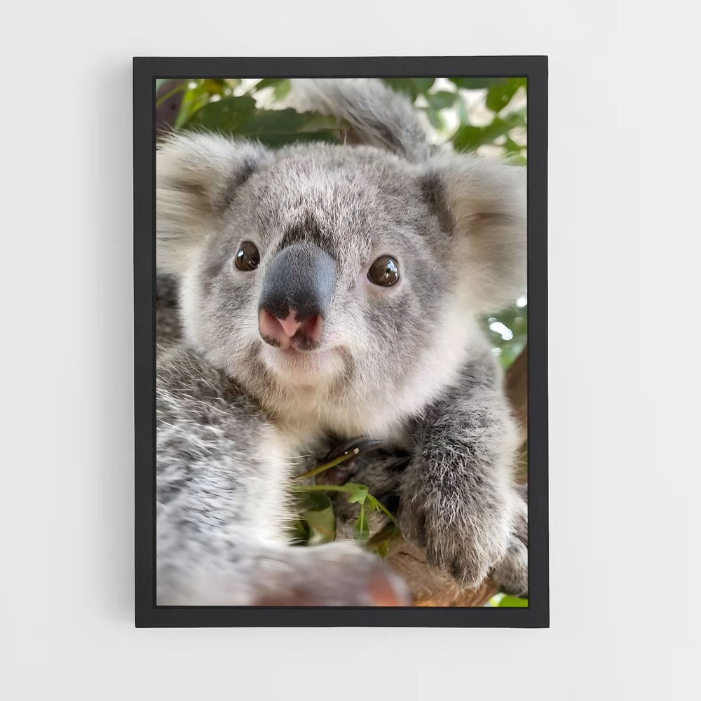 koala-4 cadre Noir