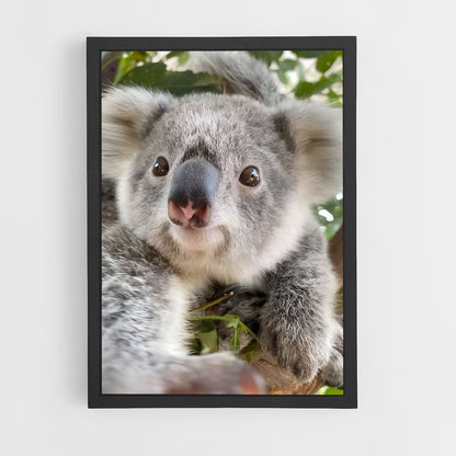 koala-4 cadre Noir