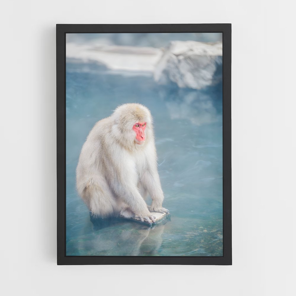 monkey-9 cadre Noir