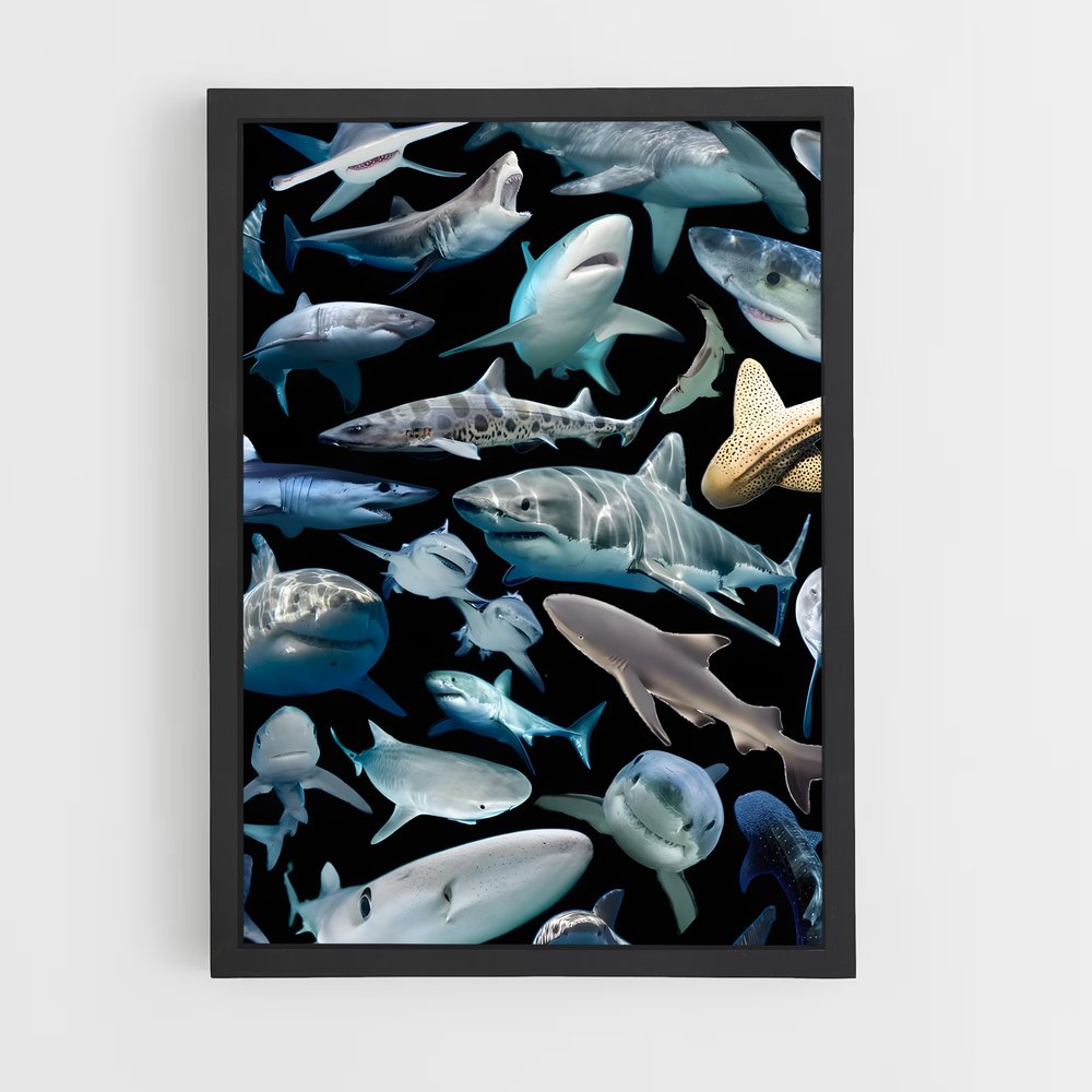 shark-8 cadre Noir