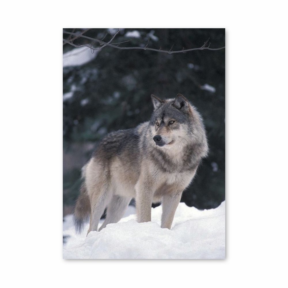 Póster Lobo de Inverno