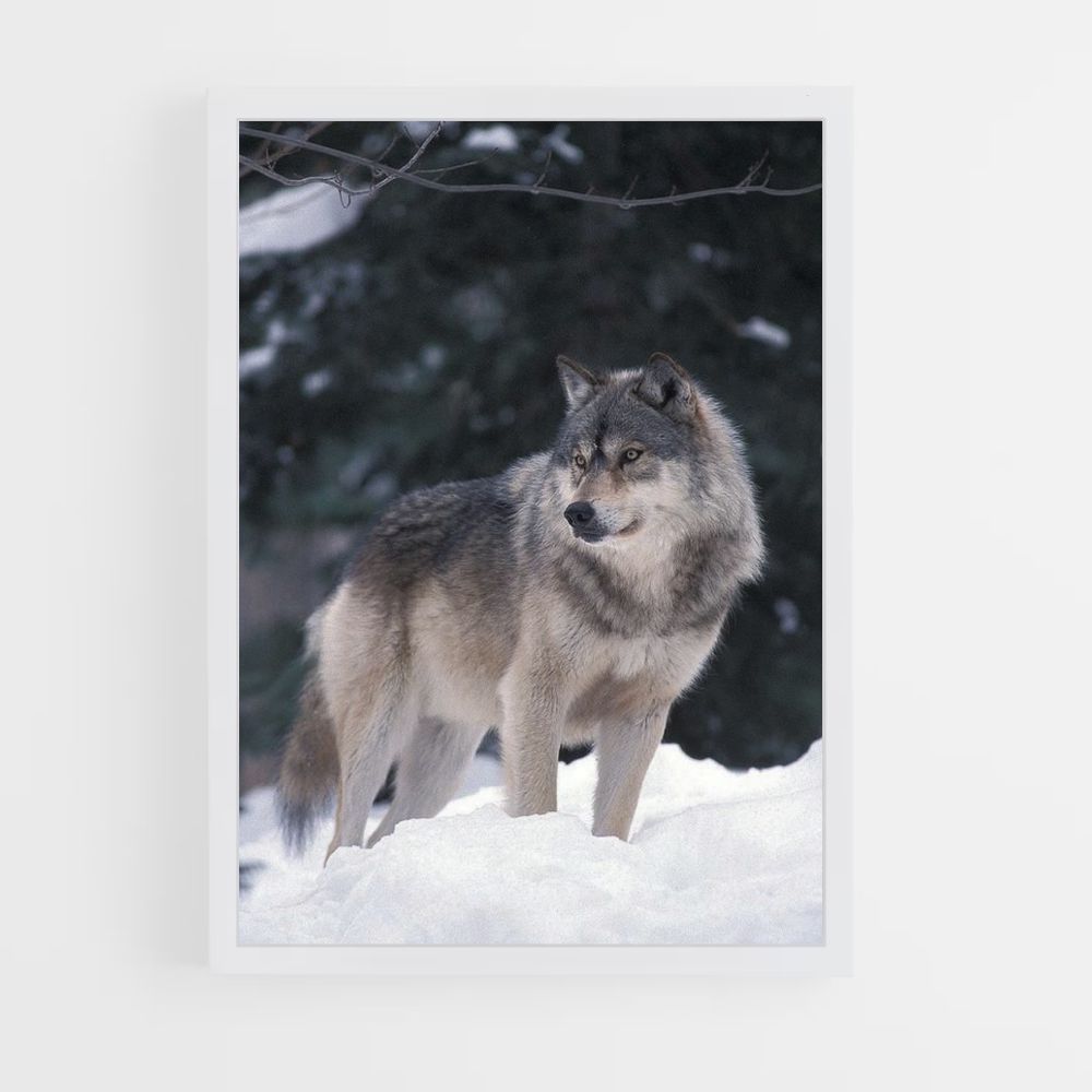 Póster Lobo de Inverno