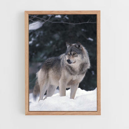 Póster Lobo de Inverno